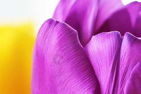 Tullip 关闭宏 庆典 情人节 花朵 生日 紫色的图片