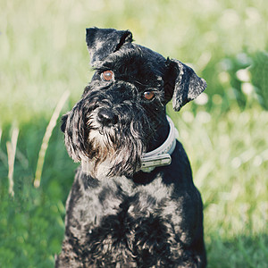 有趣的黑狗 成人 工作室 迷你雪纳瑞 小猎犬 犬类图片