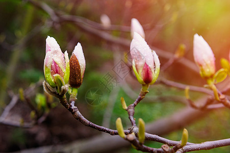 春天公园露天外花生的马格诺利亚树图片