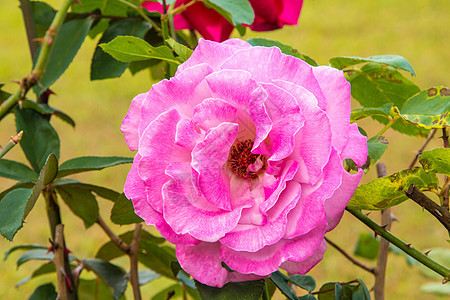 美丽的玫瑰和开放的 flowe 假期 花的 墙纸图片