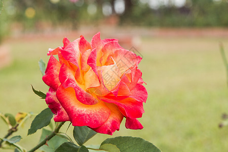 美丽的玫瑰和开放的 flowe 天 花园 墙纸图片