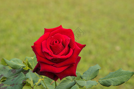 美丽的玫瑰和开放的 flowe 婚礼 浪漫 花园图片
