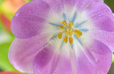 露露滴露的开放郁金香 芽 花朵 春天 新鲜 植物图片