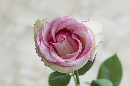 玫瑰品种 绿色的 粉色的 美丽的 开花 花瓣 花束 植物群 花图片