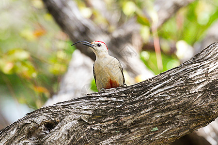 树上有弯角的嘴 岛屿生活 尤卡坦啄木鸟 热带 罗阿坦 弯曲的喙 假期 斯图片