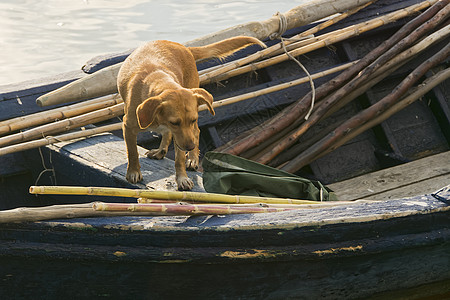 渔民船和狗 太阳光 钓鱼 早晨 海滨 泻湖 阳光图片