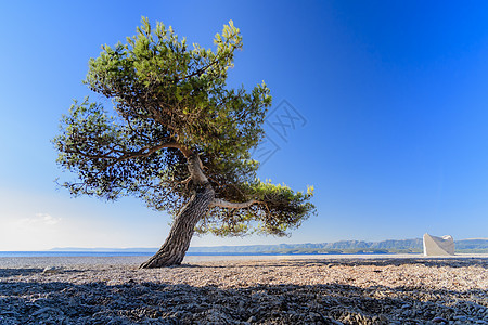 海滩上的单松树 背景蓝天和蓝天图片