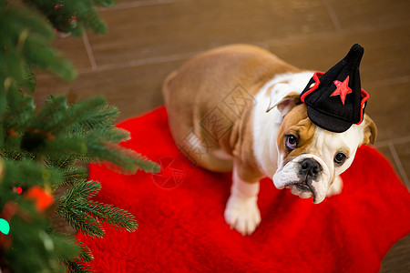 可爱的小狗英国斗牛犬 鹿头在红地毯上挤压 在圣诞树附近 有Xmas玩具 脸 幽默图片