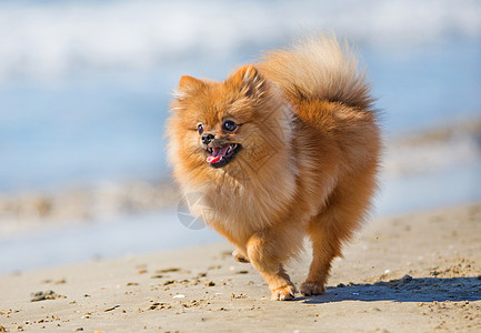 沙滩上吐口水 小狗 运动背景图片