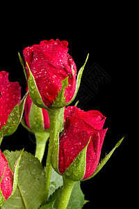 鲜红玫瑰花 生日 花朵 植物 庆典 念日 夏天 开花 浪漫图片