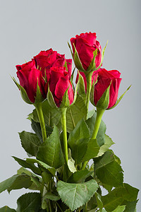 鲜红玫瑰花 花园 自然 美丽 爱 装饰品 展示 生日图片