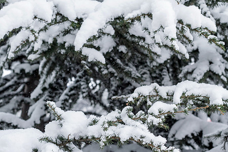 雪盖下的斯普鲁斯树枝背景图片