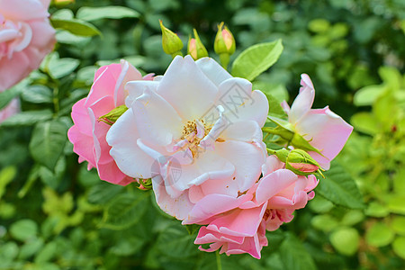 粉红玫瑰 一束粉红色的玫瑰 特写 选择性焦点图片