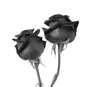 白色背景的黑玫瑰 假期 植物 情人节 花的 黑色的图片