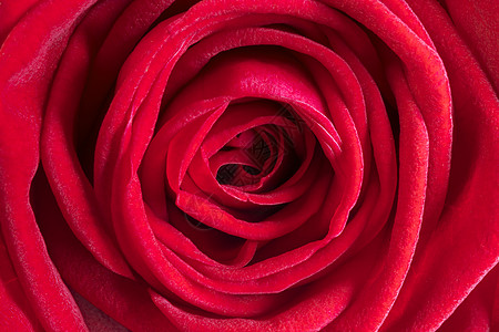 详细红色玫瑰 生日 婚礼 心 礼物 周年纪念日 情人节 美丽的背景图片