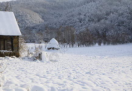 冬季森林 圣诞节 老的 树 日志 松树 山 小屋 树木图片
