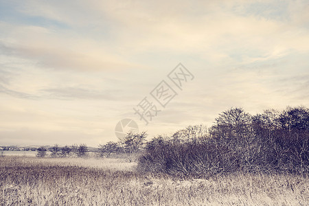 冬季寒冬风景 树木霜冻图片
