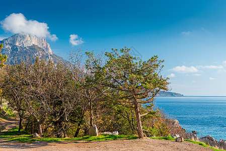 在海边的树上 位于西南高山背景之下图片