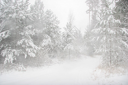 美丽的冬天风景 冬季森林里有雪地路 寒冷的 下雪图片