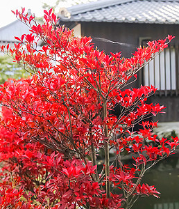 京都寺院周围的面积图片