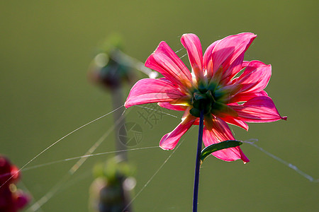 粉红大丽花和蜘蛛网 盛开 美丽 美丽的 生长 植物群 天图片