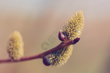 盛开的鲜花 weeeping柳树 头发 户外图片