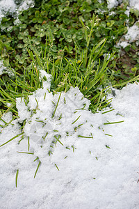 冬天绿草上白雪 冰 白色的 季节 圣诞节 新鲜的 闪亮的 冰冷的图片