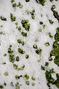 冬天绿草上白雪 闪亮的 自然 假期 圣诞节 寒冷的 霜图片