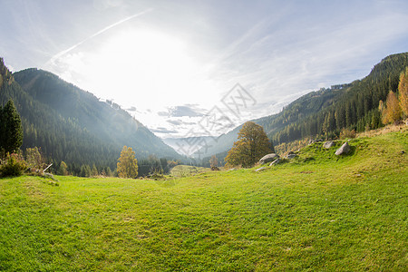 从山岳到山谷 在奥地利的加尔河谷 花图片