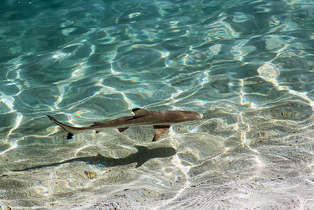 马尔代夫黑尖礁鲨鱼图片