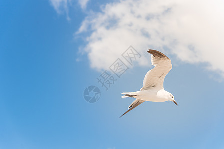 大白海鸥在阳光明媚的夏日 向云蓝天空飞来 宁静 夏天图片