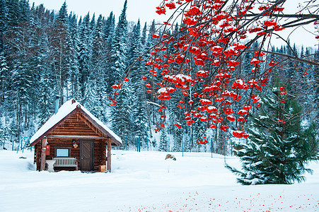 森林里的冬假度假屋 放松 树 木头 霜 住宅 场景图片