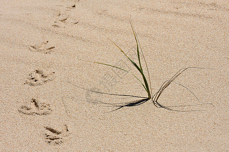 夏季热沙沙 带鸟的足迹和草背景图片