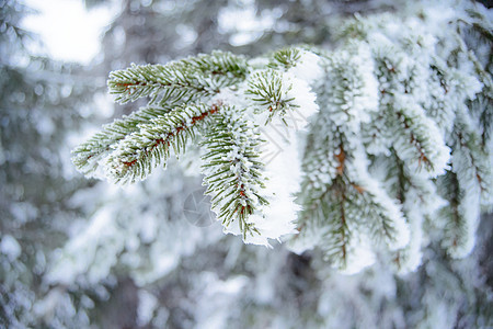 冬天和圣诞节背景 被霜雪覆盖的冷杉树枝的特写照片 美丽的 寒冷的图片