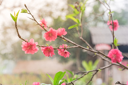 北越近身桃子花开花和木屋背景介绍 紫色 农场图片