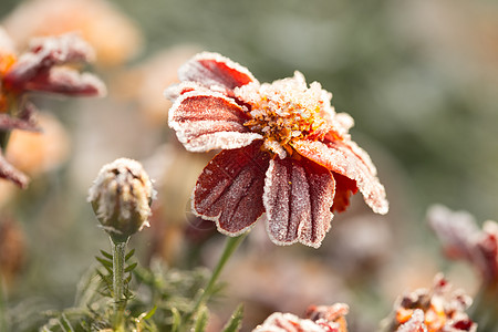 哈夫罗特 靠近锅里美丽的玛列戈尔德花朵 冬花园里有墨西哥 阿兹泰克或非洲马瑞戈德的挂牌雕像 冬天 万寿菊花图片