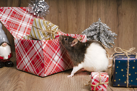 新年2020年白老鼠的标志 可爱的老鼠和圣诞装饰 快乐的 哺乳动物图片