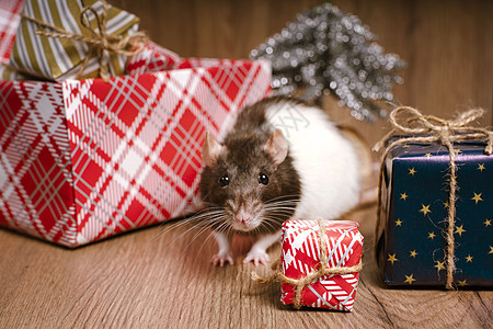 新年2020年白老鼠的标志 可爱的老鼠和圣诞装饰 传统 2020新年图片