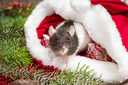 新年装饰中可爱的白色家鼠 一只可爱的老鼠坐在圣诞老人的帽子里 她旁边是装有礼物和新年装饰品的盒子 可爱的老鼠年 大鼠特写 日历照图片