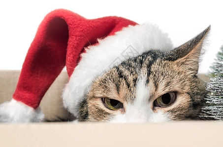 穿着圣诞红帽子的愤怒猫躲起来了图片
