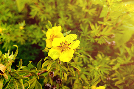 是种植物 有黄色花朵 用作草药图片