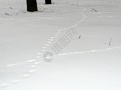 Trekker 和脚印在雪地里图片