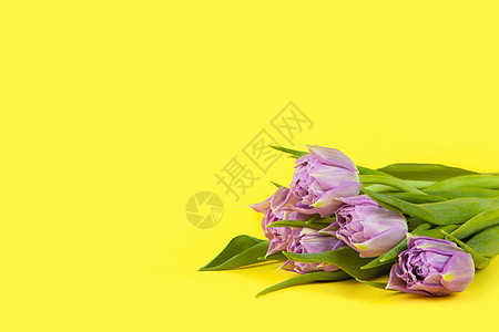 黄色背景上的小束淡紫色郁金香 复制空间 侧视图 特写 3 月 8 日 2 月 14 日 生日 情人节 母亲节 妇女节庆祝活动 春图片