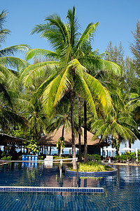 热带度假胜地游泳池棕树图片