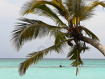 马尔代夫 蓝海海岸上的热带树木 海滩 椰子 太阳图片