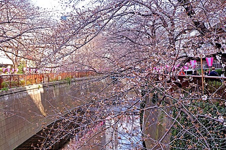 河流背景城市河流 樱樱花花花花 传统灯和 叶子 植物群背景