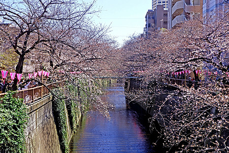 城市河流 樱樱花花花花 传统灯和 绽放 水图片