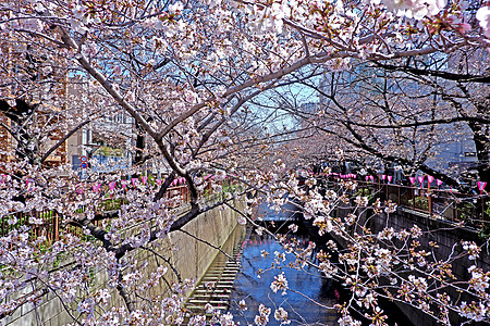 城市河流 樱樱花花花花 传统灯和 季节 开花图片