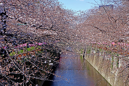 城市河流 樱樱花花花花 传统灯和 自然 亚洲图片