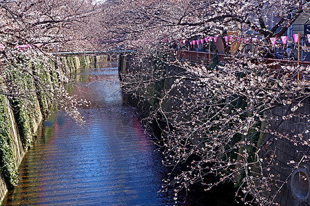 城市河流 传统灯光和樱花花花朵 浪漫的 天 亚洲图片